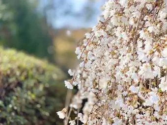 Trapsgewijze huilende kersenboom in bloei in het vroege voorjaar