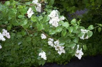 Bloemen en bladeren van Syringa vulgaris