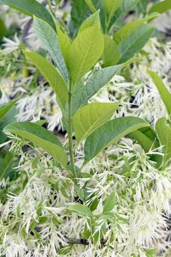 třásněnka bílá (Chionanthus virginicus)