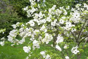Cornejo de flores blancas en un jardín de primavera