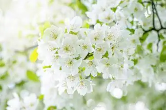 Flores de cerezo blanco