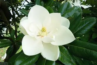 Flor blanca de magnolia del sur