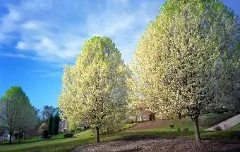 Witte bloemen die twee Bradford-perenbomen bedekken in de lente