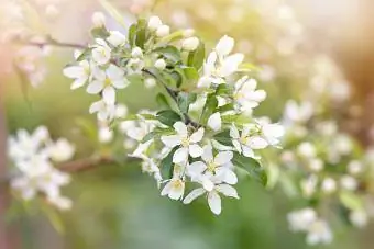 Malus transitoria, a maçã silvestre de folhas cortadas