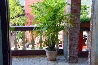 Величественная пальма на балконе