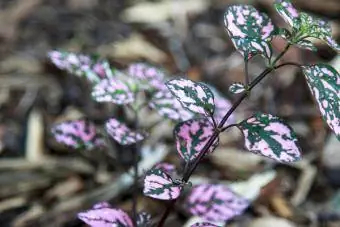 Hypoestes Sanguinolenta Pink Polka Dot listi