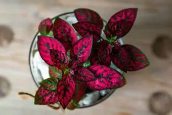 Plante à pois rouges sur table en bois