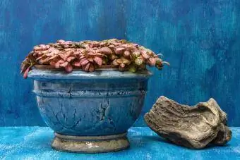 Modrá váza s hypoestes s modrým pozadím