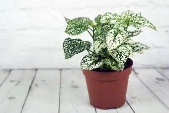 Plante hypoestes devant un fond en bois blanc