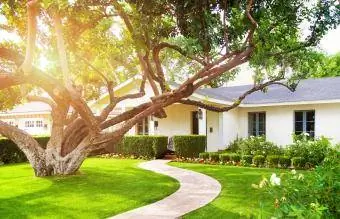 Maison avec arbre devant