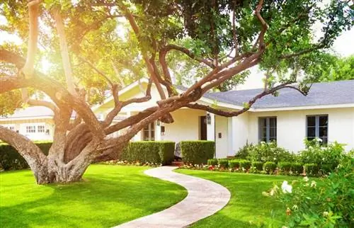 O que uma árvore na frente de uma casa significa no Feng Shui