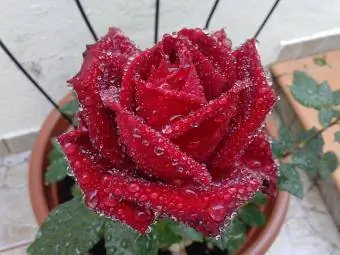 sarkana roze