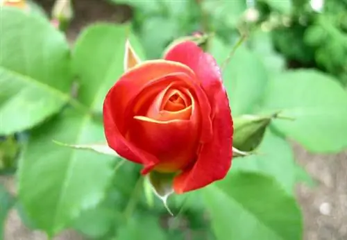 Ръководство за отглеждане на рози, съвети за грижа и обичайни употреби