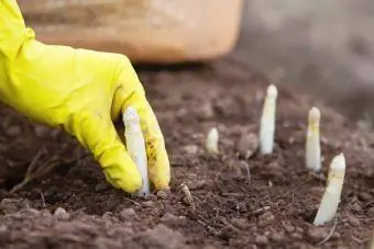 Aspergekronen planten