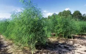 Asparagus tumbuh di ladang