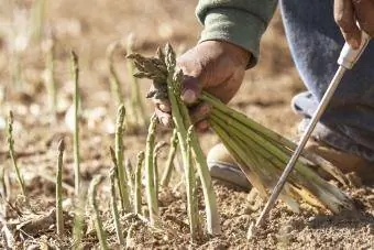 Un ouvrier cueille des asperges dans une ferme