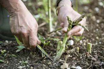 Primo piano di una persona che raccoglie asparagi verdi in giardino