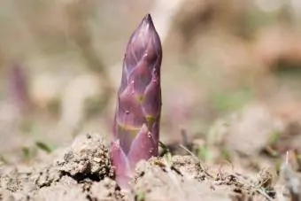 asparagus ungu