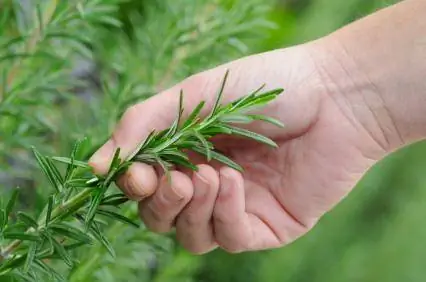 Plantes d'herbes fresques