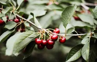 buah ceri merah pada dahan pokok