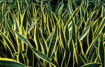 Snake Plant