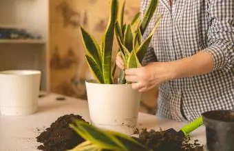 plantando la planta serpiente