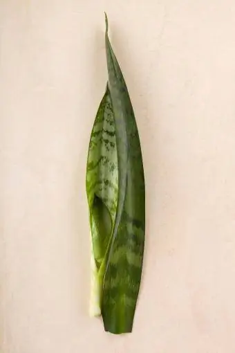 Sansevieria trifasciata ቅጠሎች