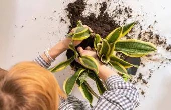 plant die slangplant in die pot