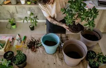 Blomsterhandler Mand Frøplanter