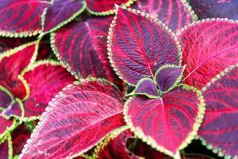 Coleus scutellarioides