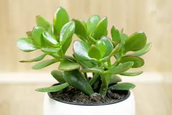 Jadeplant, gelukkige plant, geldplant of geldboom