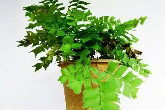 Feriga (Adiantum capillus-veneris) într-o vază