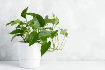 Pothos plant in 'n vaas