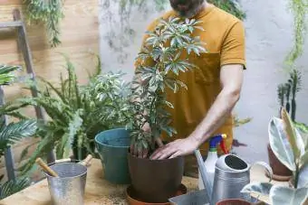 Čovjek presađuje zelenu biljku (Schefflera Umbrella Patuljasta biljka)