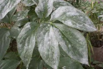 Powdery mildew