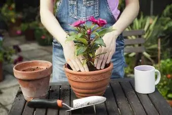 Nainen istuttaa kasvia