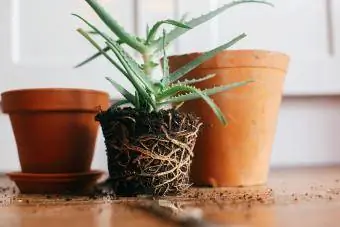 Wurzelgebundene Aloe-Vera-Pflanze umtopfen.