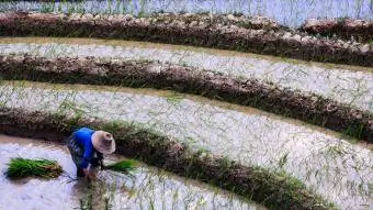 مزارع صيني يزرع الأرز