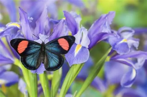 Mavi iris üzerinde tropikal kelebek
