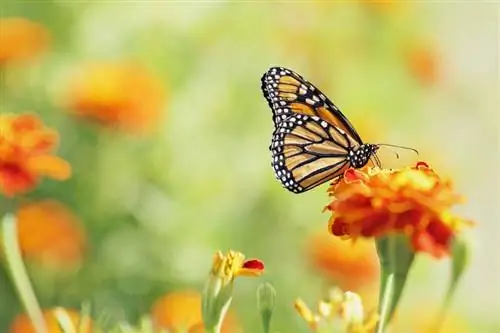 Marigold çiçəyində monarx kəpənəyi