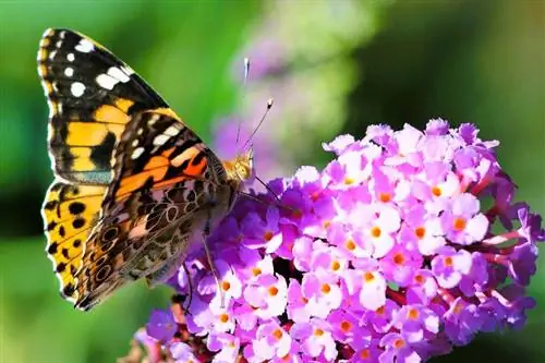 Kelebek çalısının üzerine boyalı Lady Butterfly