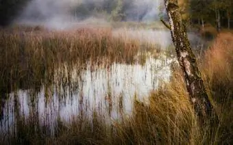 Marais et bouleaux naturels