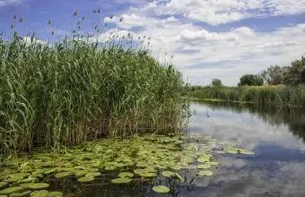 Среда обитания водно-болотных птиц