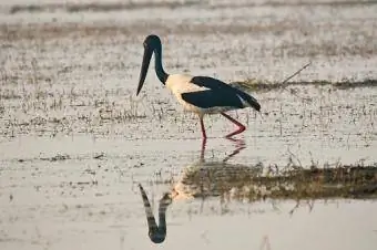 Cigogne au cou noir