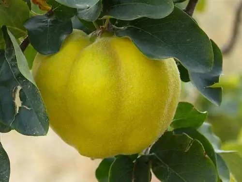 Heyva Ağacı Bələdçisi: Meyvəli və Çiçəkli Növlər