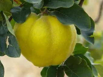 Fruits et feuilles de coing