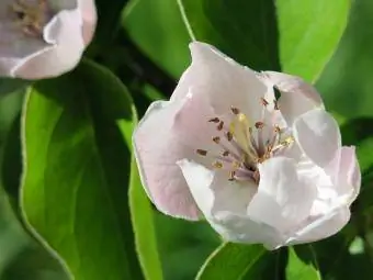 flor de cydonia