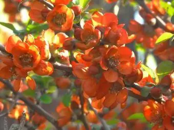 membrillo en flor