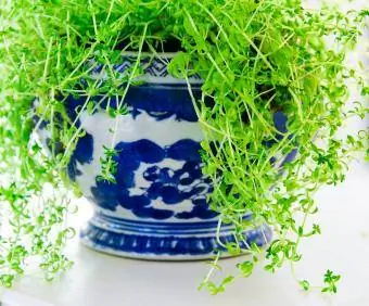 blauw-witte vaas met een groene klimop geplant