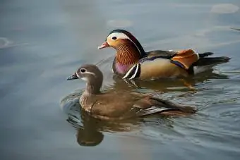 Erkek ve dişi Mandarin ördekleri su üzerinde
